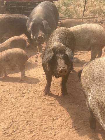 pig