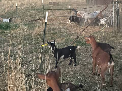 cow