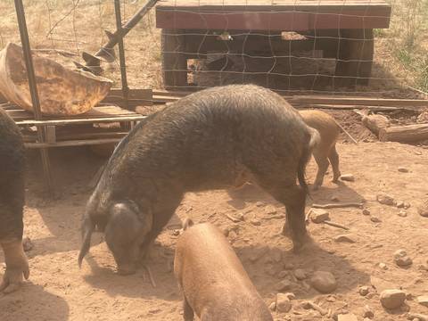 pig