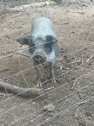 Lardon
