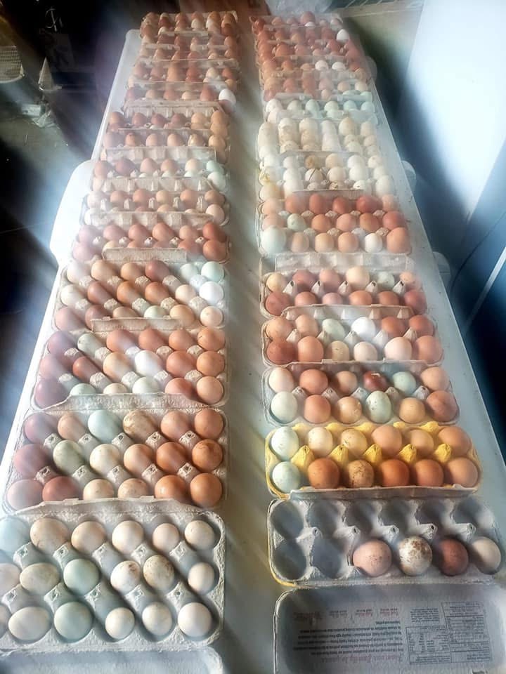 Chicken eggs